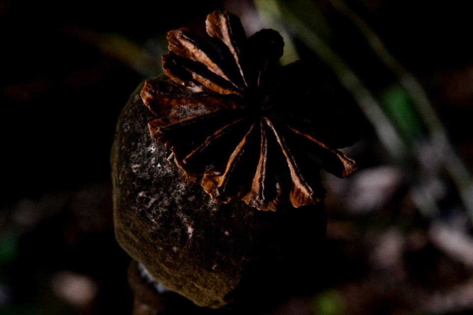 Poppy Seed Head 001