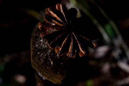 Poppy Seed Head 001