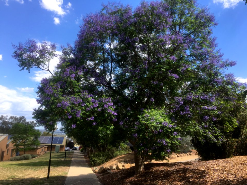 Jacaranda on CSU Campus