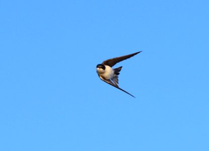 Tree swallow at Seedskadee National Wildlife Refuge
