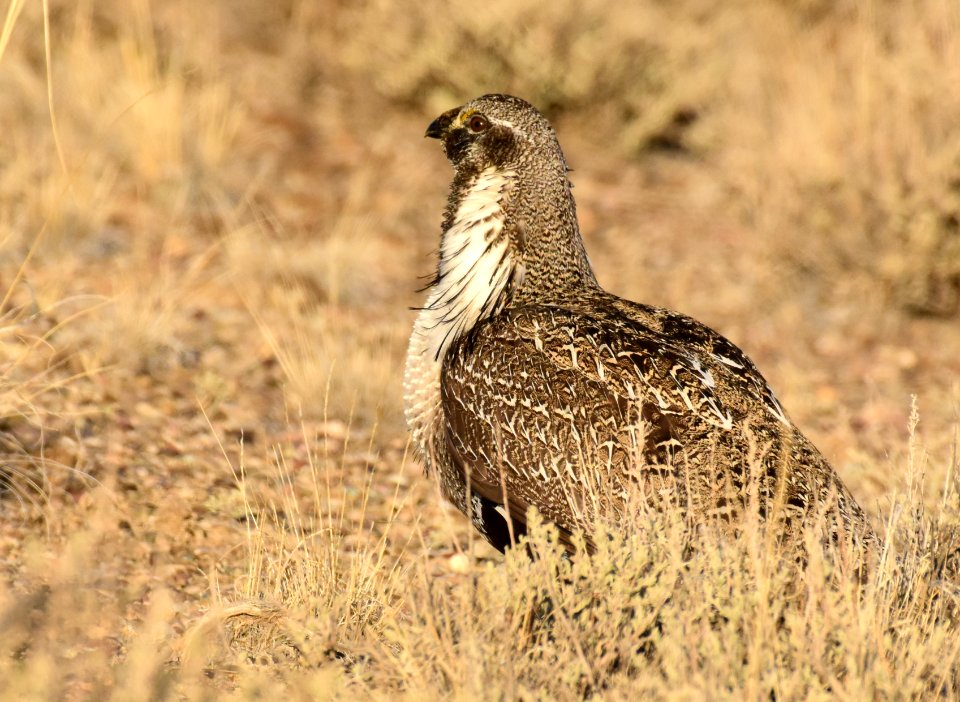 Greater sage-grouse at Seedskadee National Wildlife Refuge
