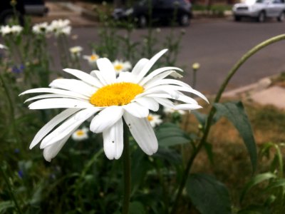 Daisy Denver Days photo