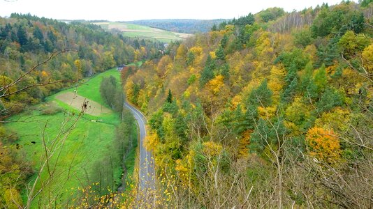 Landscape autumn tree