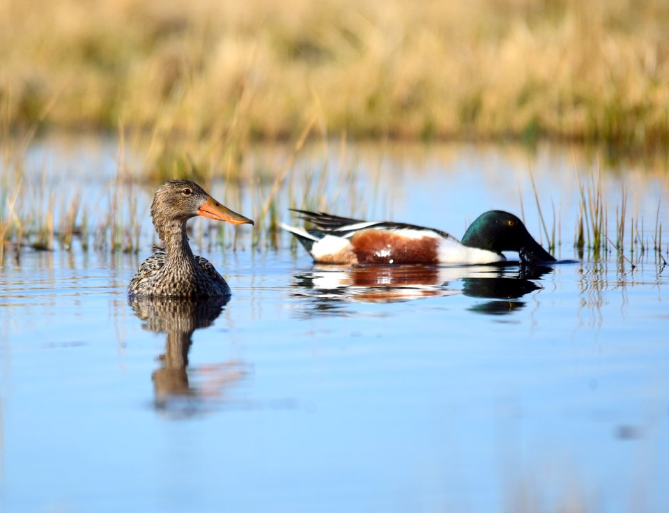 Northern shoveler on Seedskadee National Wildlife Refuge