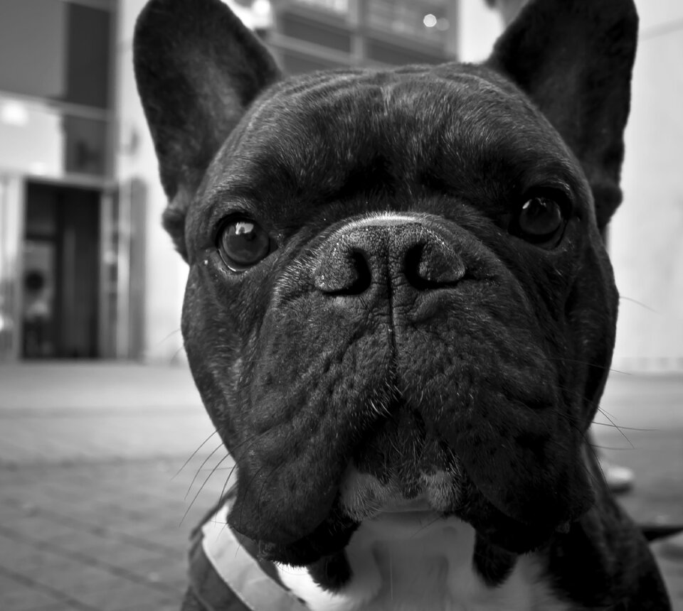 Animal cute terrier