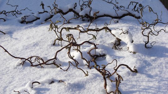 Winter covered branches snowy photo