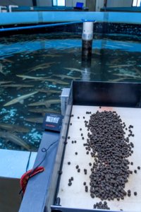 Automatic fish feeder