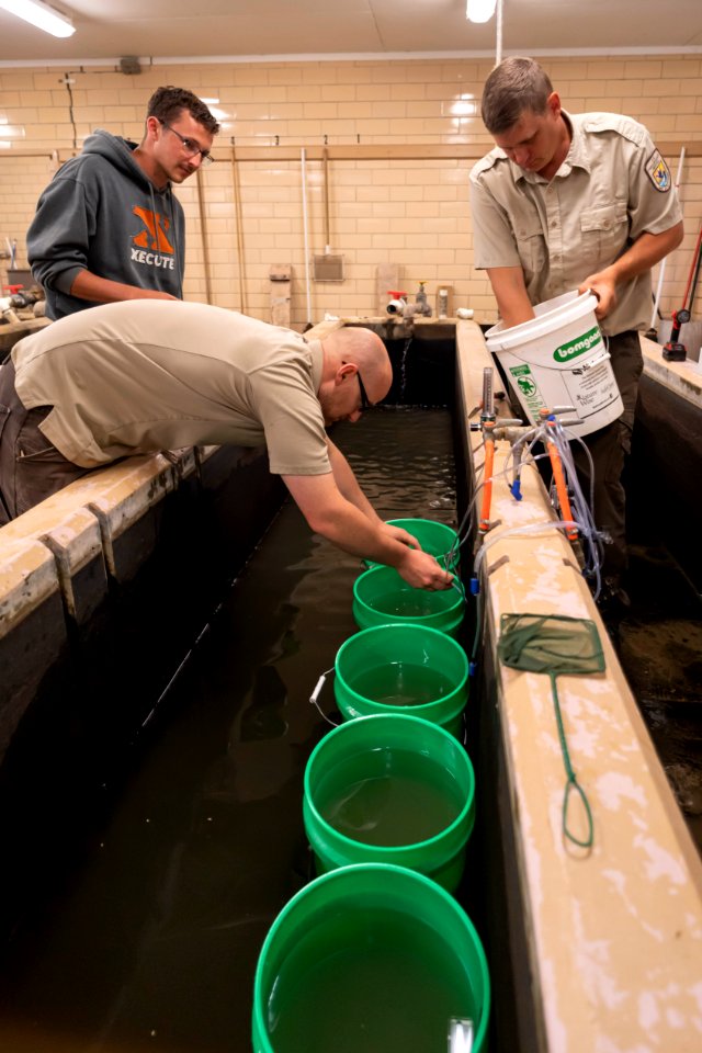 Black sandshell mussel propagation
