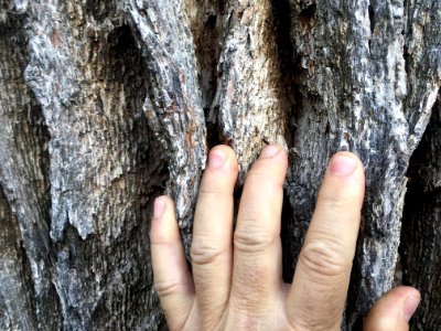 Tree Furrows