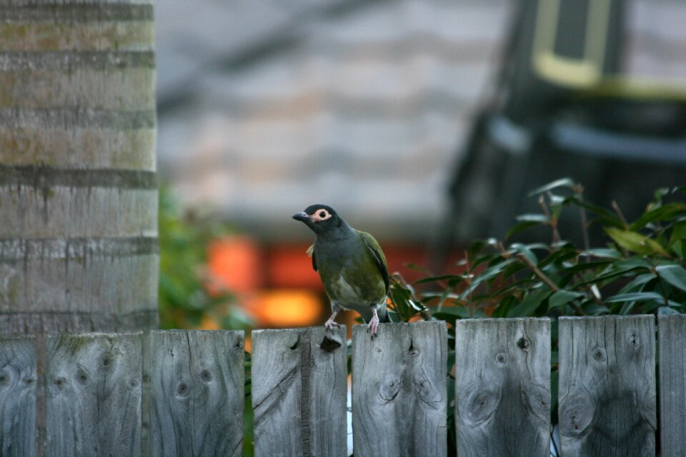 Fence backyard nature