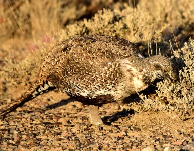 Greater sage-grouse at Seedskadee National Wildlife Refuge