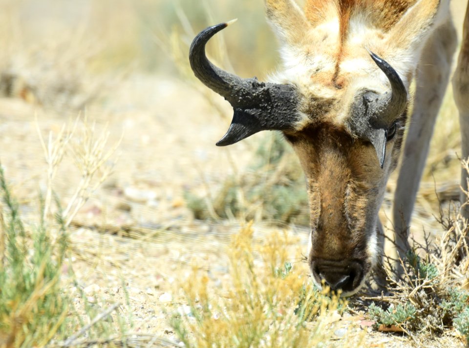 Pronghorn at Seedskadee National Wildlife Refuge