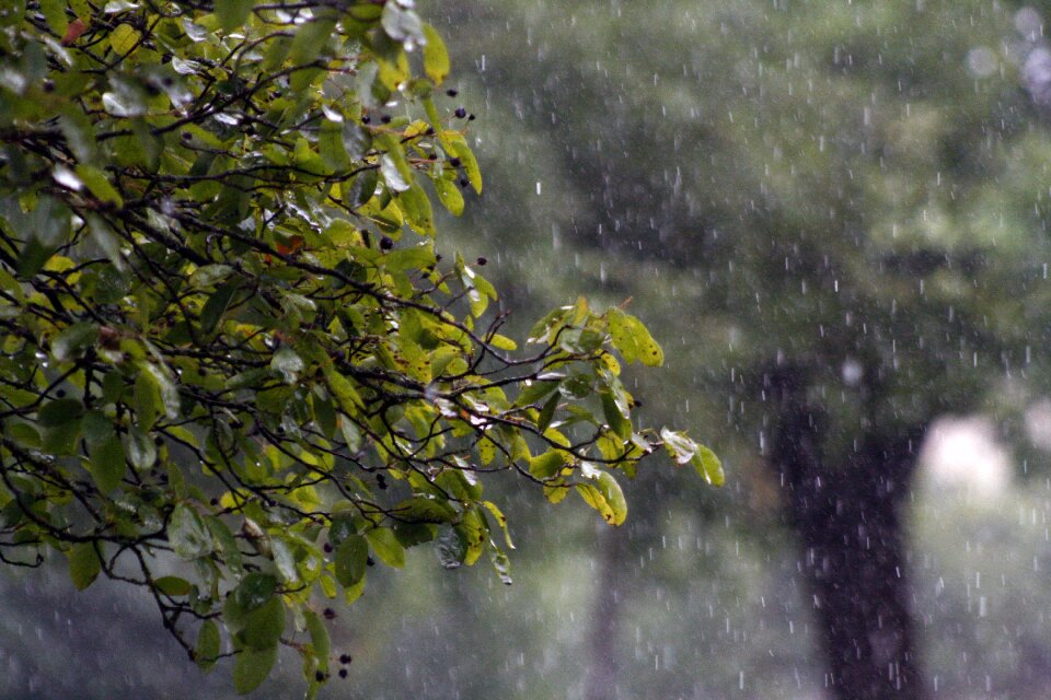 Tree green leaves branch