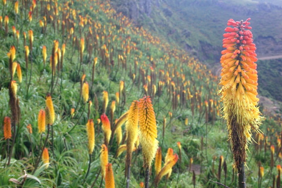 Kniphofia, Simien Mountains National Park, Ethiopian Highlands