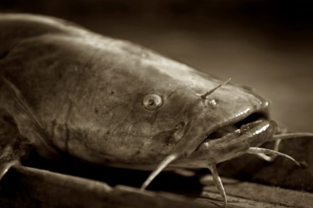 Flathead Catfish photo