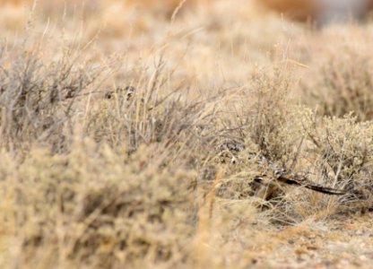 Greater sage-grouse at Seedskadee National Wildlife Refuge