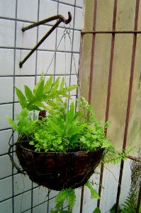 Coriander in a coconut shell made flower pot photo