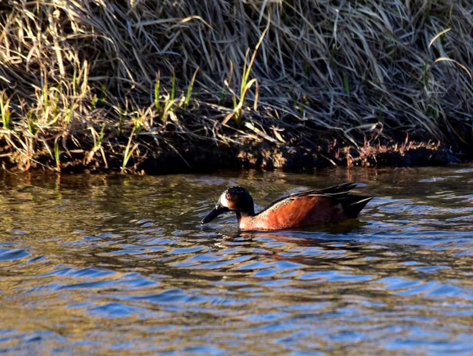 Cinnamon teal X blue-winged teal drake hybrid at Seedskadee National Wildlife Refuge