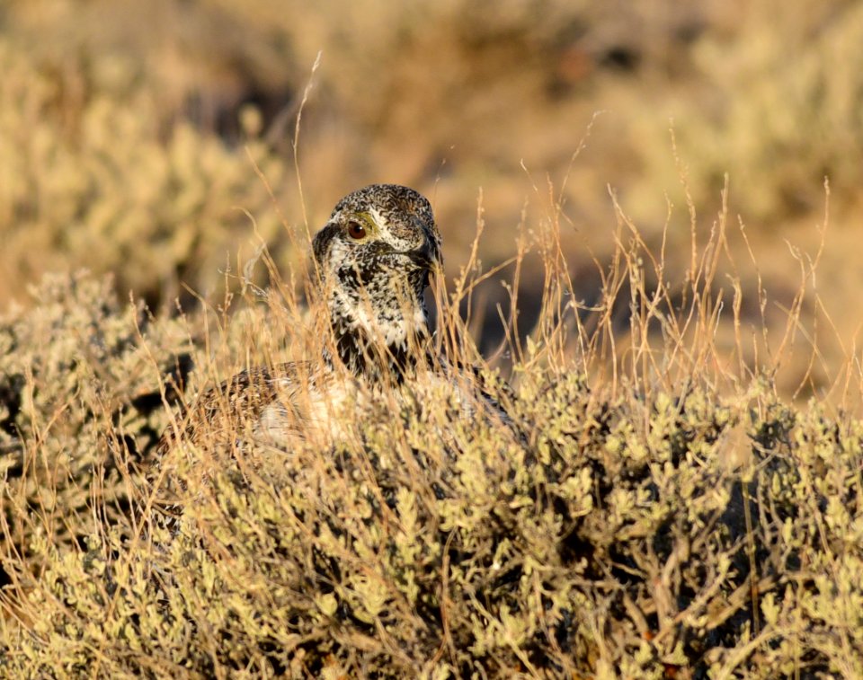Greater sage-grouse at Seedskadee National Wildlife Refuge