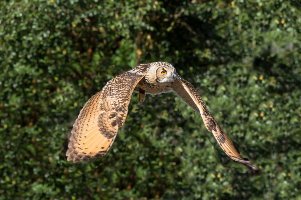 Nature wildlife animal