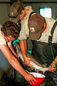 Spawning a pallid sturgeon at Gavins Point NFH photo