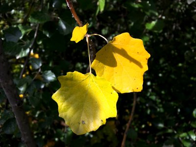 Who Ya Callin' Yeller?
