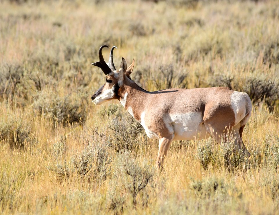 Pronghorn at Seedskadee National Wildlife Refuge