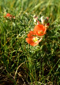 Scarlet globemallow on Arapaho National Wildlife Refuge