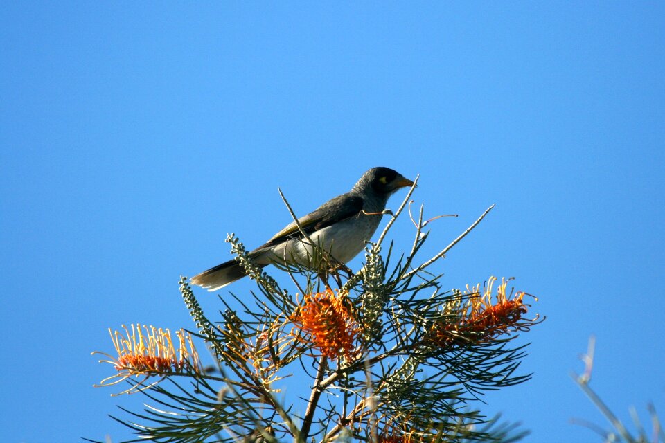 Nature perched fauna