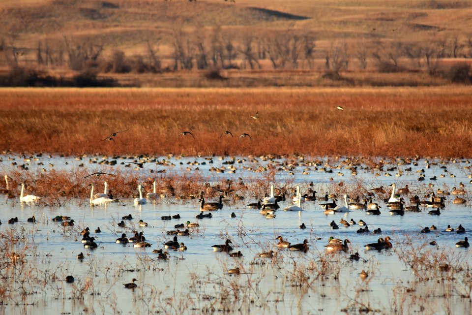 Waterfowl on LaCreek National Wildlife Refuge