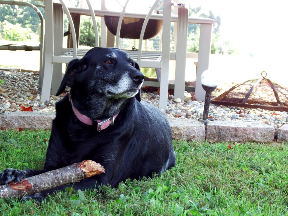 LAB EATING STICK