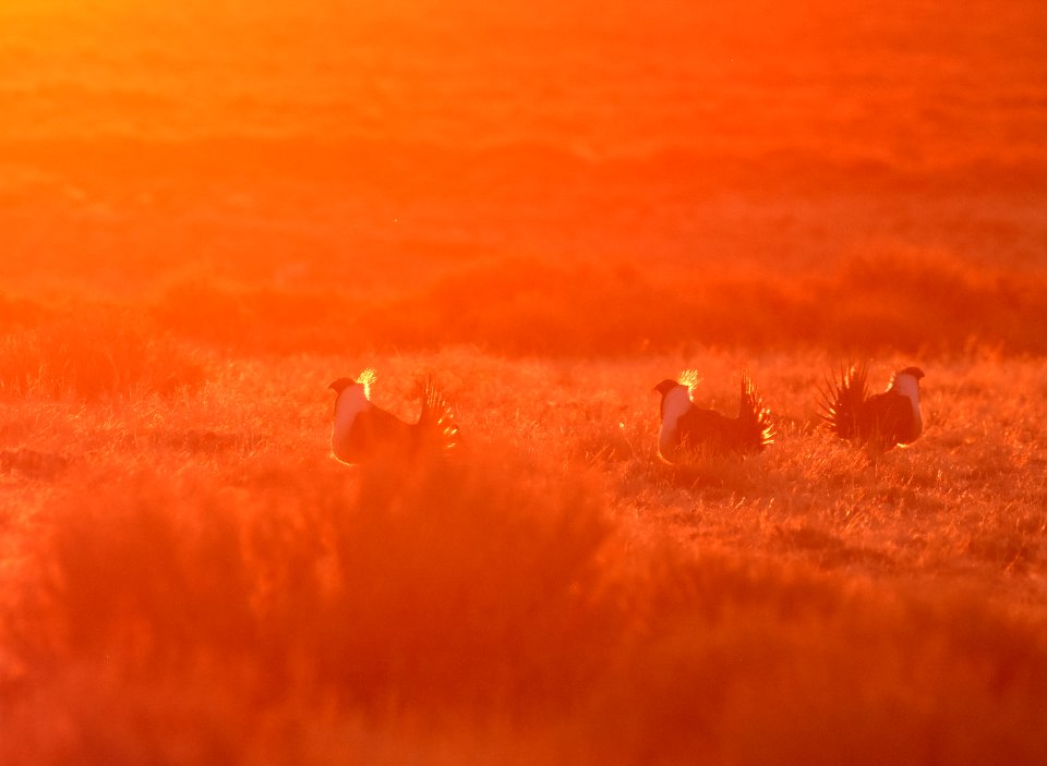 Greater sage-grouse near Seedskadee National Wildlife Refuge