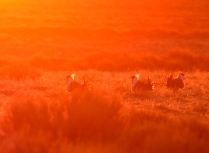 Greater sage-grouse near Seedskadee National Wildlife Refuge