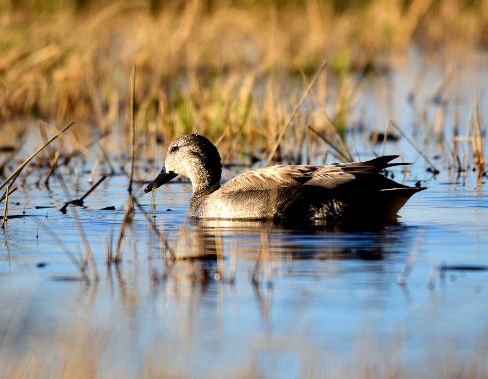 Gadwall at Seedskadee National Wildlife Refuge