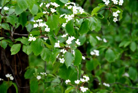 Bukhansan National Park photo