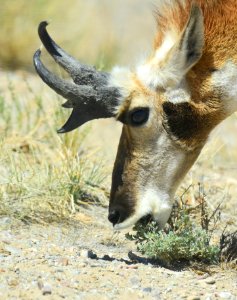 Pronghorn at Seedskadee National Wildlife Refuge