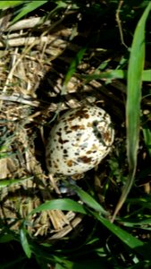 Black-headed gull egg