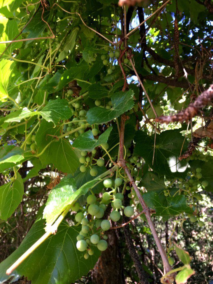 Yes, Arizona Wild Grape is a Thing