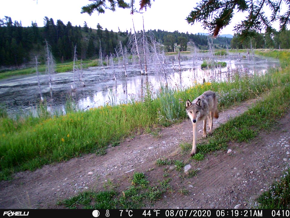 Wolf on Trail Camera