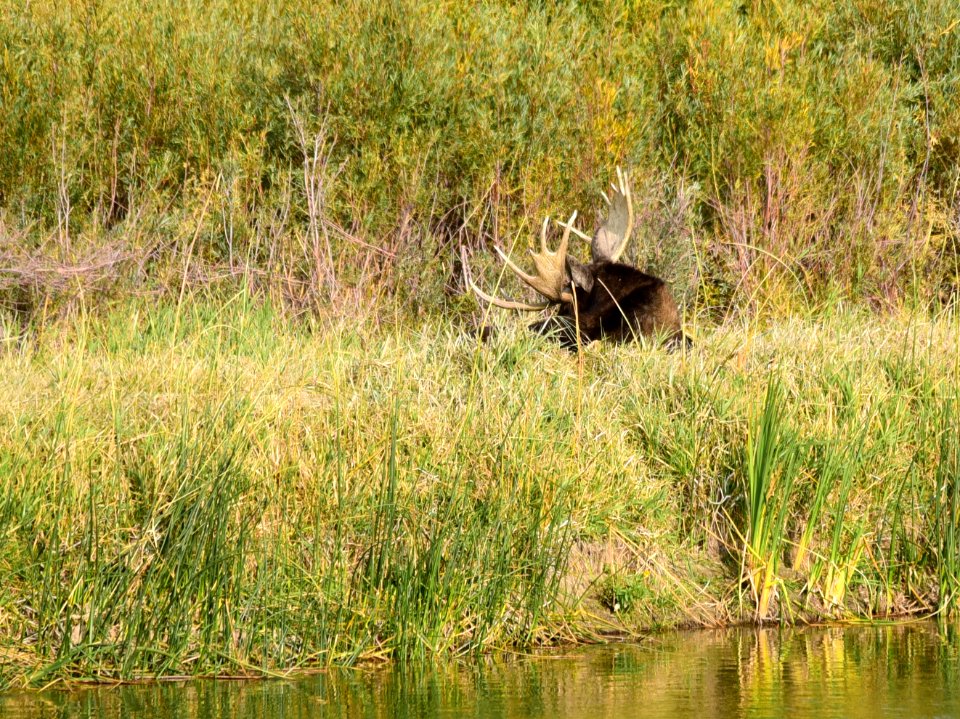Moose at Seedskadee National Wildlife Refuge