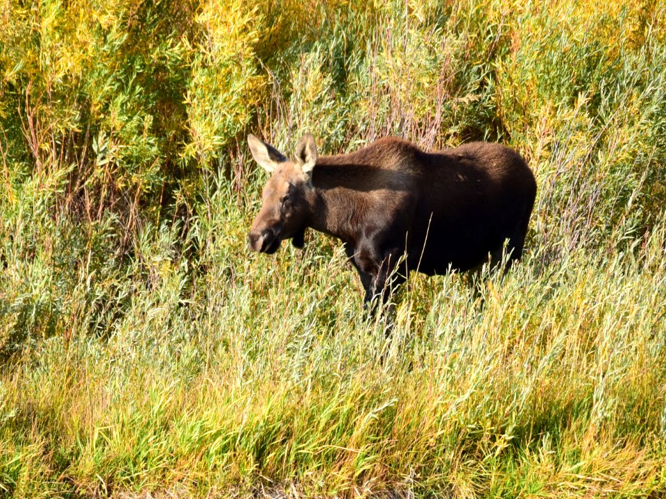 Moose at Seedskadee National Wildlife Refuge