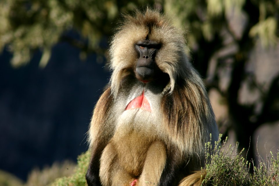 Gelada, Simien Mountains National Park, Ethiopian Highlands photo