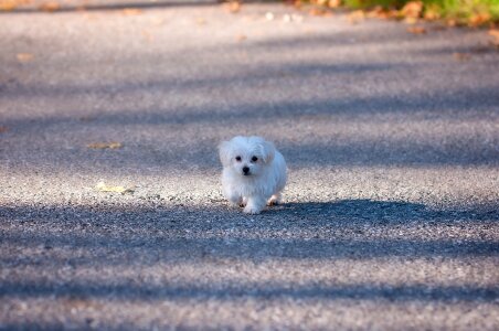Young animal pet maltese