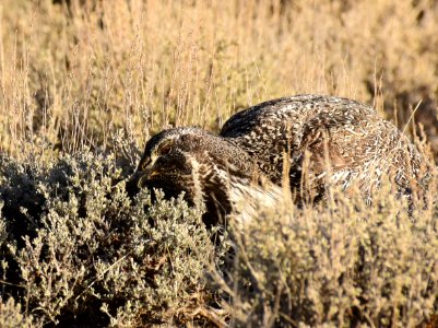 Greater sage-grouse at Seedskadee National Wildlife Refuge