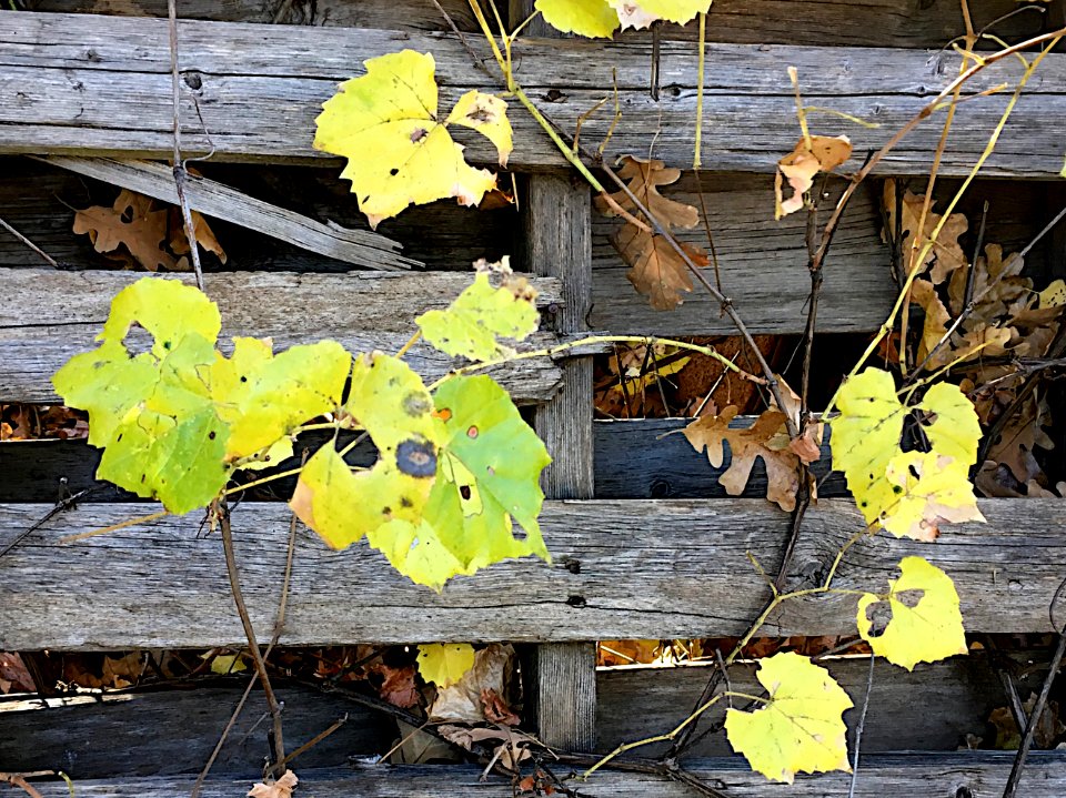 Vines on the Fence