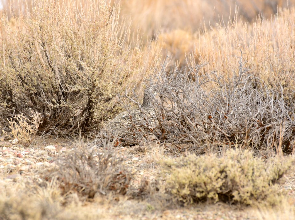 Greater sage-grouse at Seedskadee National Wildlife Refuge