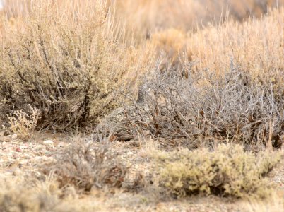 Greater sage-grouse at Seedskadee National Wildlife Refuge