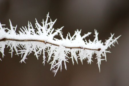 Frosty Twig