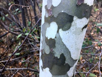 Natural Camo