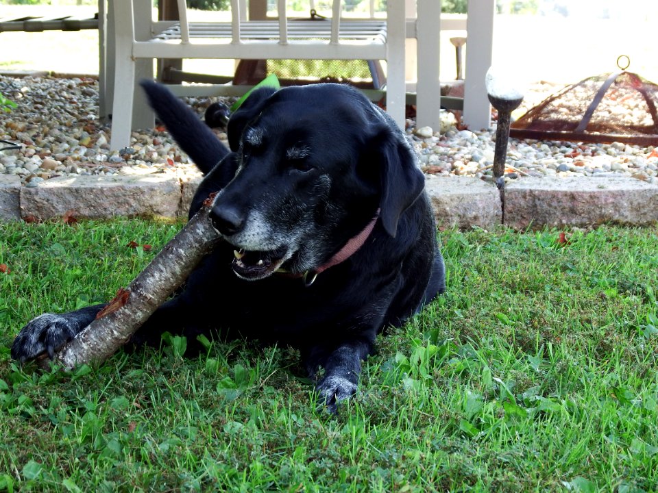 LAB EATING STICK